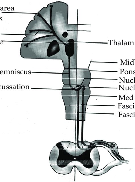 Medial Lemniscus Spinal Cord