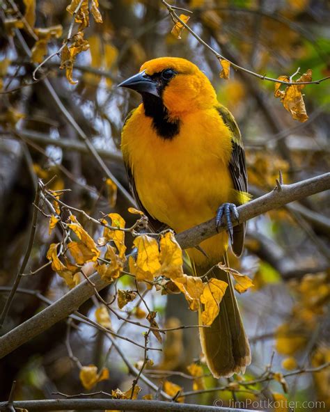 Mei Mei On Twitter Rt Happypixr The Altamira Oriole Is A Bird