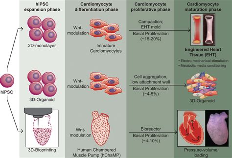 Proliferation And Maturation Janus And The Art Of Cardiac Tissue