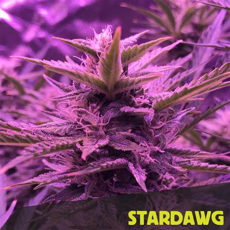 Buy Star Dog Feminized Seeds By Irish Seeds From Cannabisseedsie