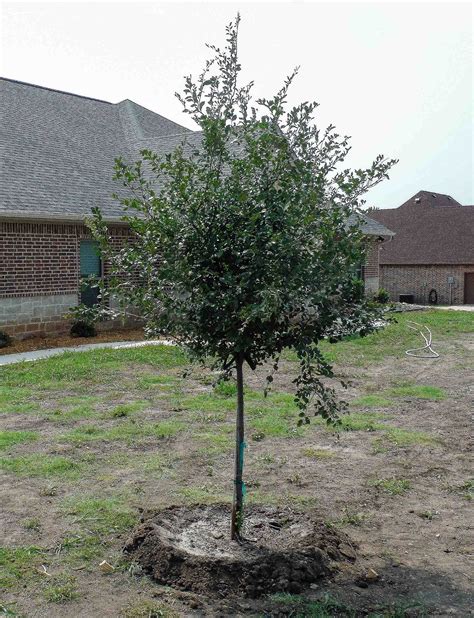 Cedar Elm Tree Dallas Texas Treeland Nursery