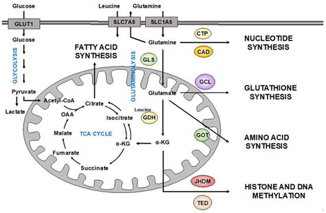 Different uses of glutamine in cancer cells. Glutamine enters the cells... | Download Scientific ...