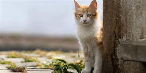 Hai Trovato Un Gatto Randagio Ecco Cosa Fare