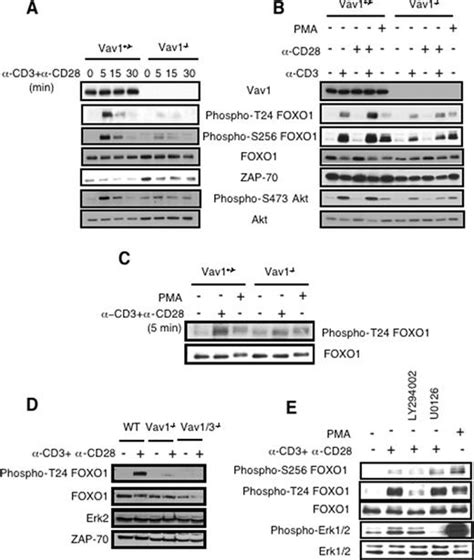 Vav1 Promotes T Cell Cycle Progression By Linking Tcrcd28