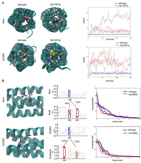 In Silico Simulation Of The SNARE Complexes Bearing The Two PME