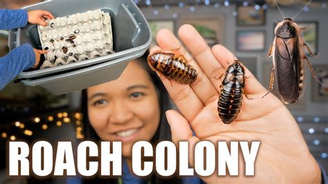 My Self Cleaning Dubia Roach Colony Bin Setup Youtube