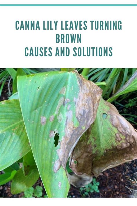 Canna Lily Leaves Turning Brown Causes And Solutions Canna Lily