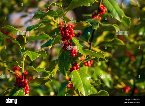 Stechpalme Ilex Mit Roten Beeren Im Winter Stock Photo Alamy