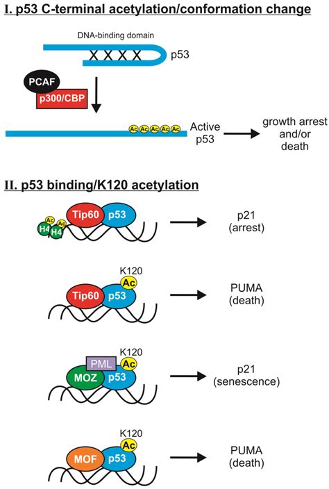 Cancers Free Full Text P53 Acetylation Regulation And Consequences