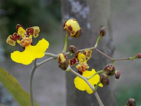 Oncidium Tudo Sobre A Orqu Dea Chuva De Ouro