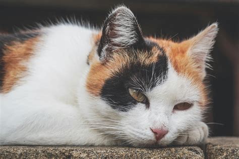 Black, White and Orange Cat Outdoor · Free Stock Photo