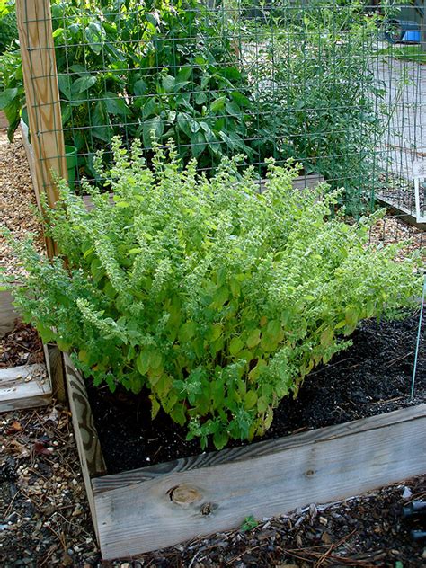 The Herb Hound LEMON BALM