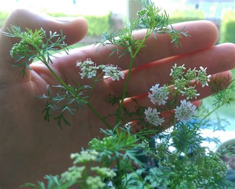 Regnum Plantæ Coriandrum Sativum Apiaceae I Have Taken These