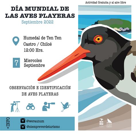 Dia mundial de las aves Playeras 6 de septiembre Castro Chiloé