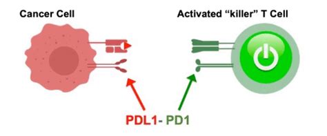 Inmunomoduladores Inhibidores De Puntos De Control Citocinas