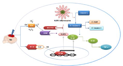 Mechanism Of Activation Of The NLRP3 Inflammasome In TBI And