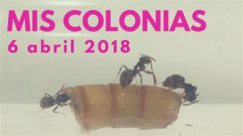 Mis Colonias De Hormigas 6 Abril 2018 Youtube