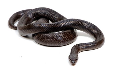 Mexican Black King Snake For Sale - Pet City Houston