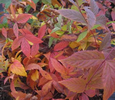 Gillenia Porteranthus Trifoliata Bowman S Root From Pleasant Run Nursery