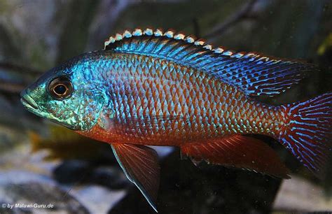 Protomelas Taeniolatus Buntbarsch Verzeichnis Malawi Guru