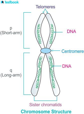 Diagram Of Chromosome With Gene