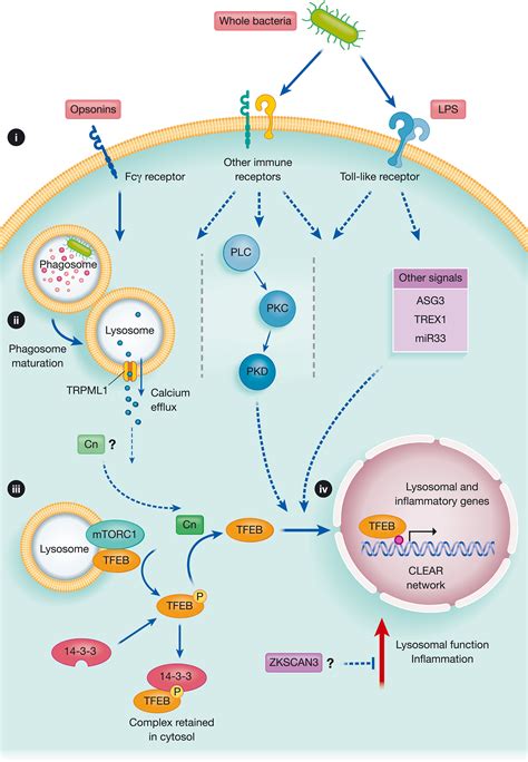 Lysosome Remodelling And Adaptation During Phagocyte Activation