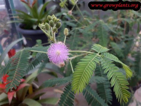 Mimosa Pudica How To Grow And Care