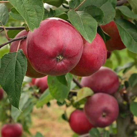 apple malus domestica red delicious humphris nursery