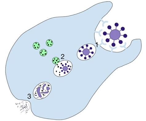 Vesicle - Definition, Types and Function | Biology Dictionary