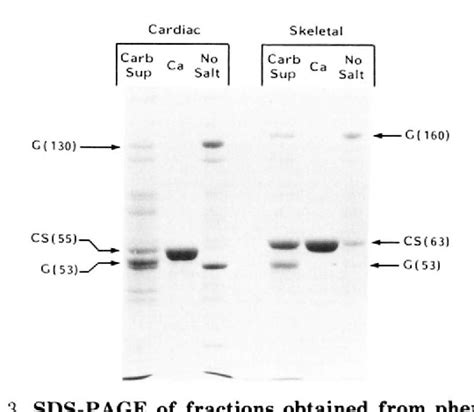 Figure 3 From Rapid Purification Of Calsequestrin From Cardiac And