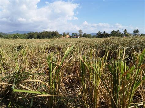 Closeup Harvested Paddy Field in Penampang, Sabah. Stock Photo - Image of handling, culture ...