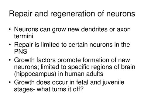 Ppt Neurons Neuroglia And Organization Of The Nervous System