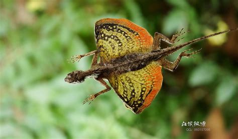 draco volans  amazing flying dragon  rainforest