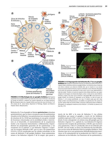 Inmunologia Celular Y Molecular De Abbas Ma Edicion Pdf