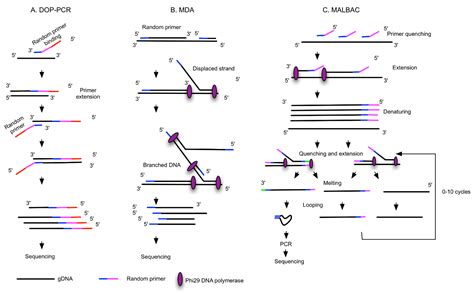 Ijms Free Full Text Single Circulating Tumor Cell Whole Genome