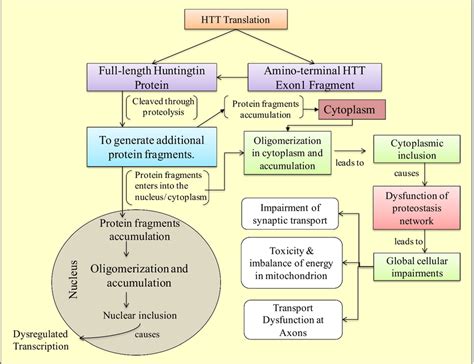 Schematic Representation Of Molecular Pathogenesis Phases Which