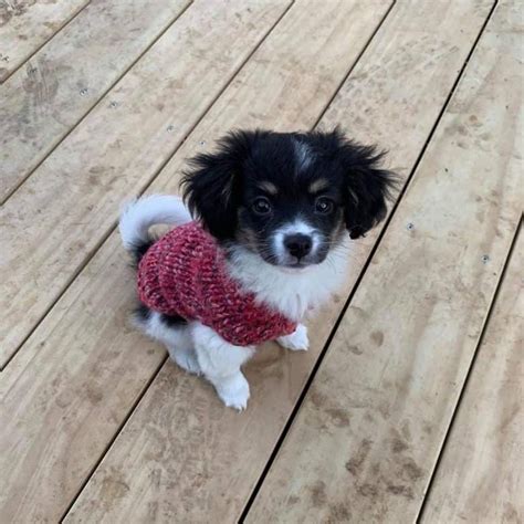 Papillon Chihuahua mix: discover this hidden gem - K9 Web