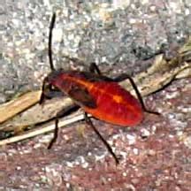 Life Cycle Of Boxelder Bugs: A Fascinating Journey Unveiled - What's ...