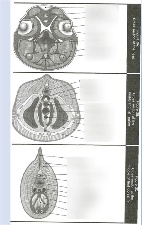 Lamprey Transverse Diagram Quizlet