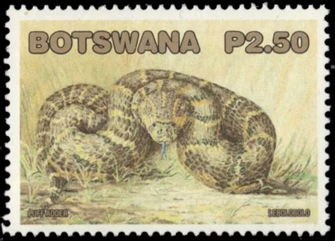 Botswana Common Puff Adder Bitis Arietans Pb