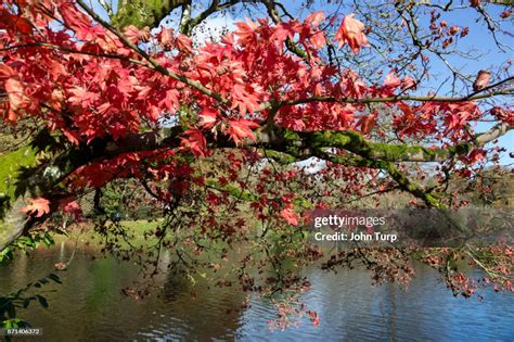 Autumn At Stourhead Gardens Wiltshire High-Res Stock Photo - Getty Images