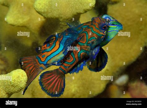 Synchiropus Splendidus Mandarinfisch Mandarinfish Mandarin Dragonet