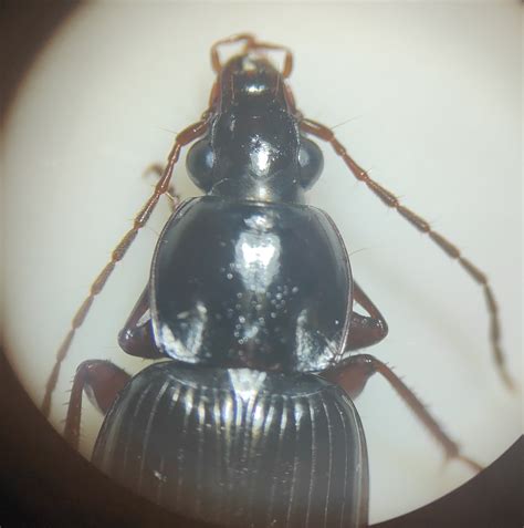 Woodland Ground Beetles From Oaklands Junction Vic Australia On