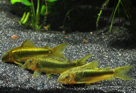 Green Laser Cory DNZ Corydoras Spec Neon Greenstripe Corydoras