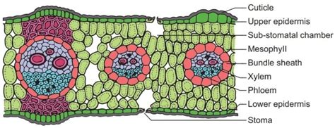 Monocot vs. Dicot Leaves: Structure, 13 Differences, Examples