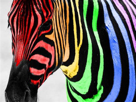 Rainbow Zebra Wallpapers - Top Free Rainbow Zebra Backgrounds ...