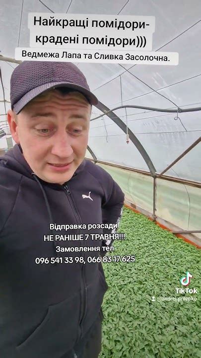 Історія наших помідорів))) - YouTube