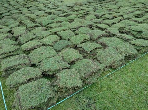 Rumput Zoysia Matrella Lin Merr 2021 Rumput Zoysia Matrella