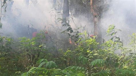 Kebakaran Hutan Pinus Di Lumajang Lahan Seluas Lebih Dari 2 Hektar