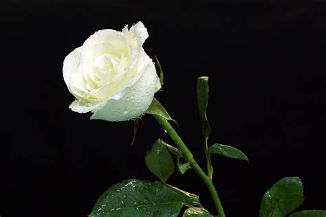 Imágene Experience: 12 fotos de rosas blancas - White roses to share